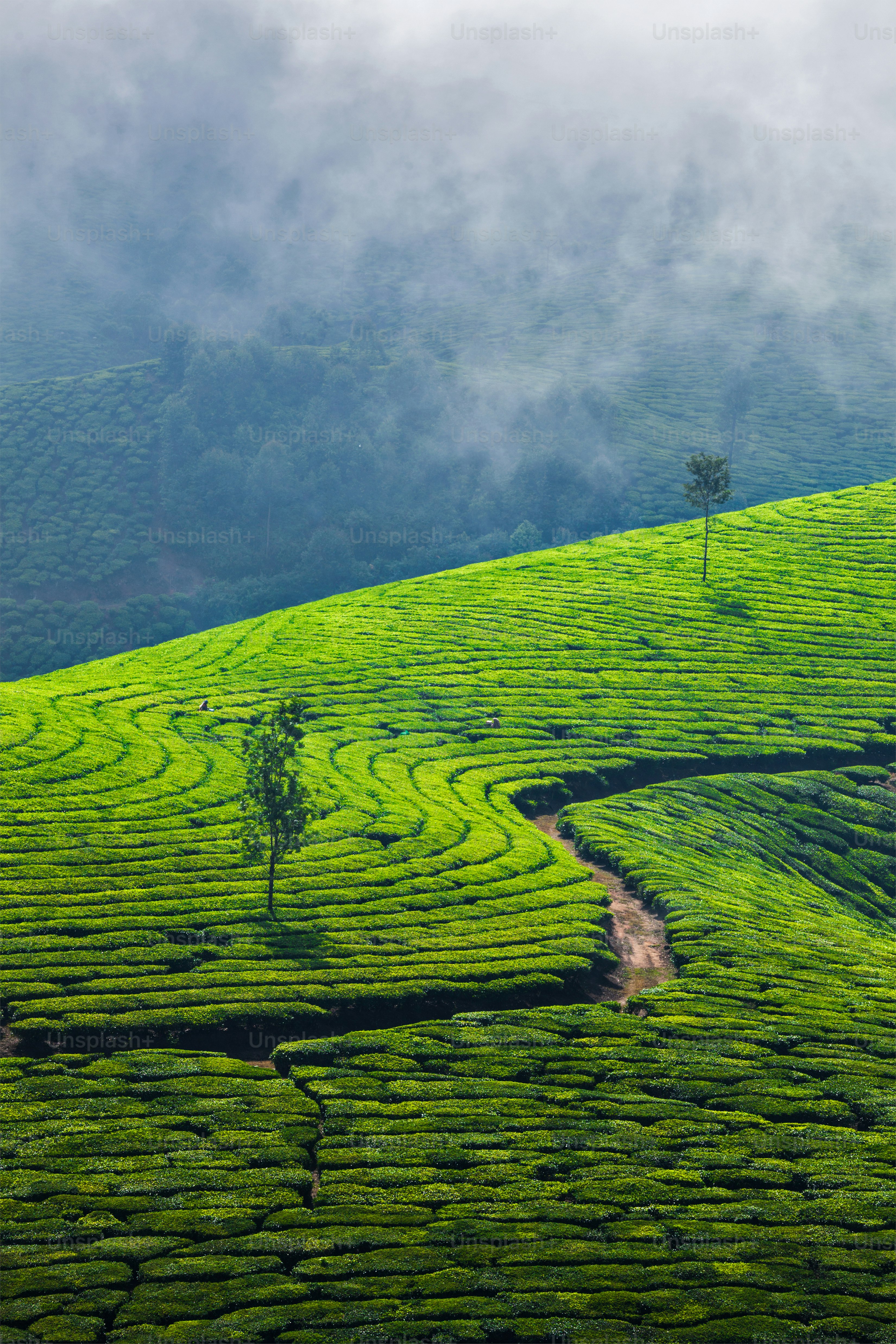 Tea plantation worker