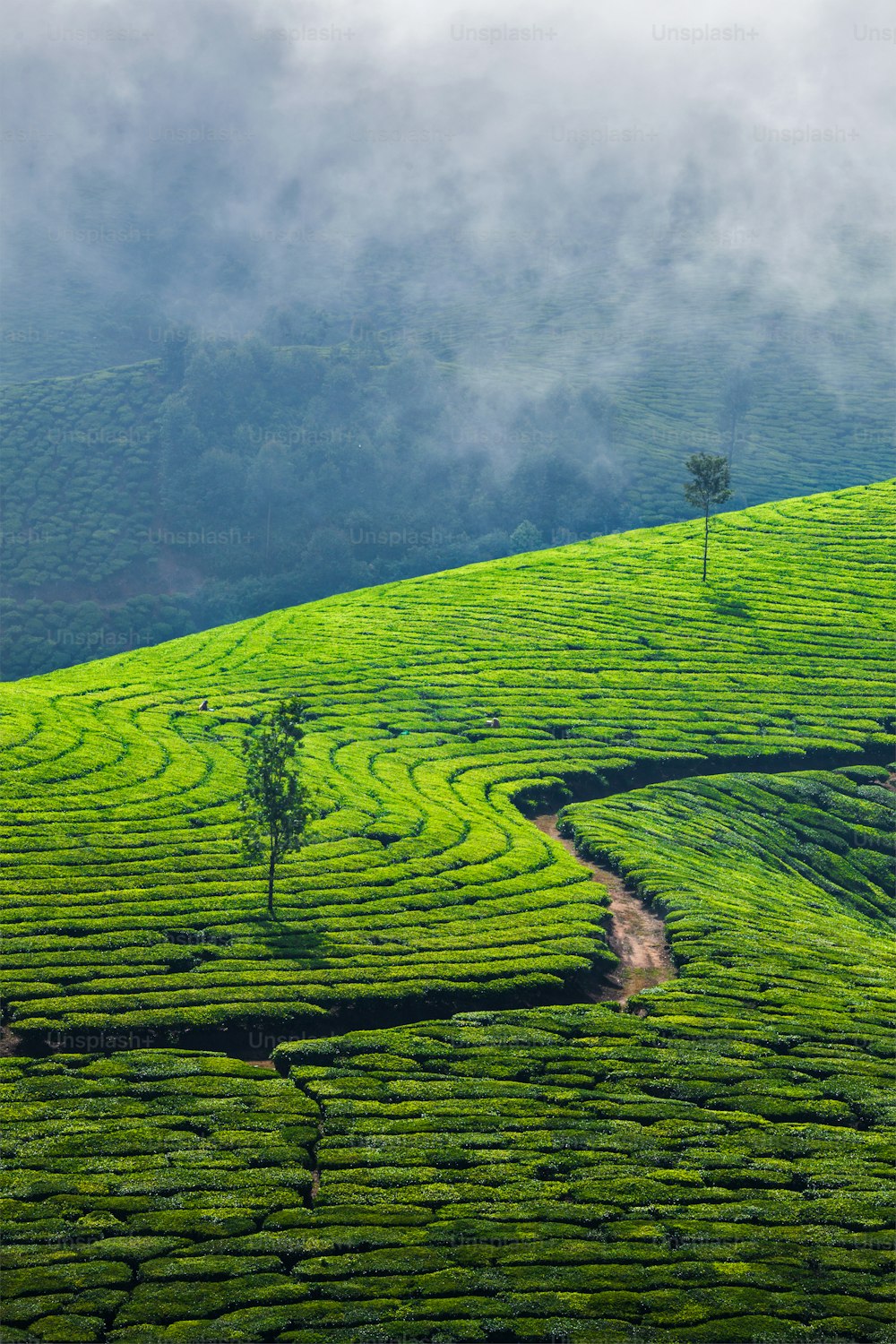Kerala Indien Reisehintergrund - Grünteeplantagen in Munnar, Kerala, Indien - Touristenattraktion