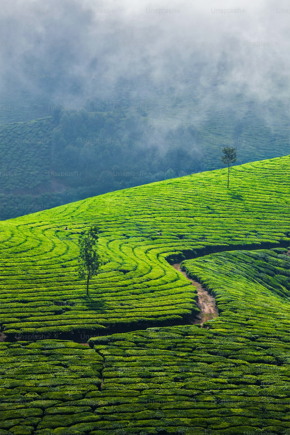 Kerala India sfondo di viaggio - piantagioni di tè verde in Munnar, Kerala, India - attrazione turistica