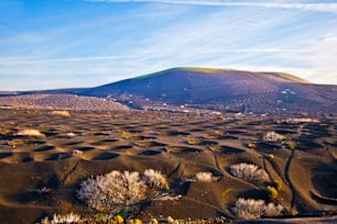 Landscape La Geria in Lanzarote, a Wine area on volcanic ash