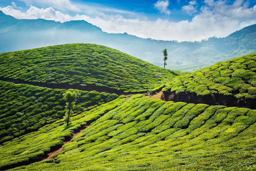 Piantagioni di tè verde al mattino. Munnar, stato del Kerala, India