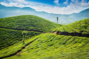 Plantations de thé vert le matin. Munnar, État du Kerala, Inde