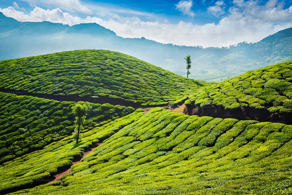 Green tea plantations in the morning. Munnar, Kerala state, India