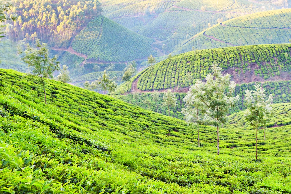 インド、ムンナールの茶畑