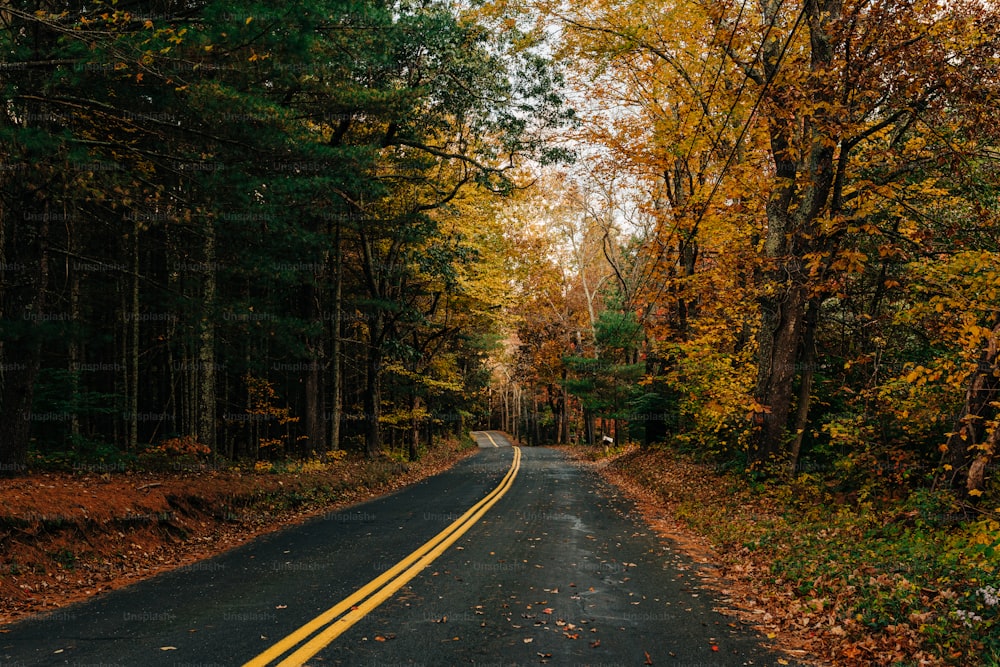 una strada vuota circondata da alberi in autunno