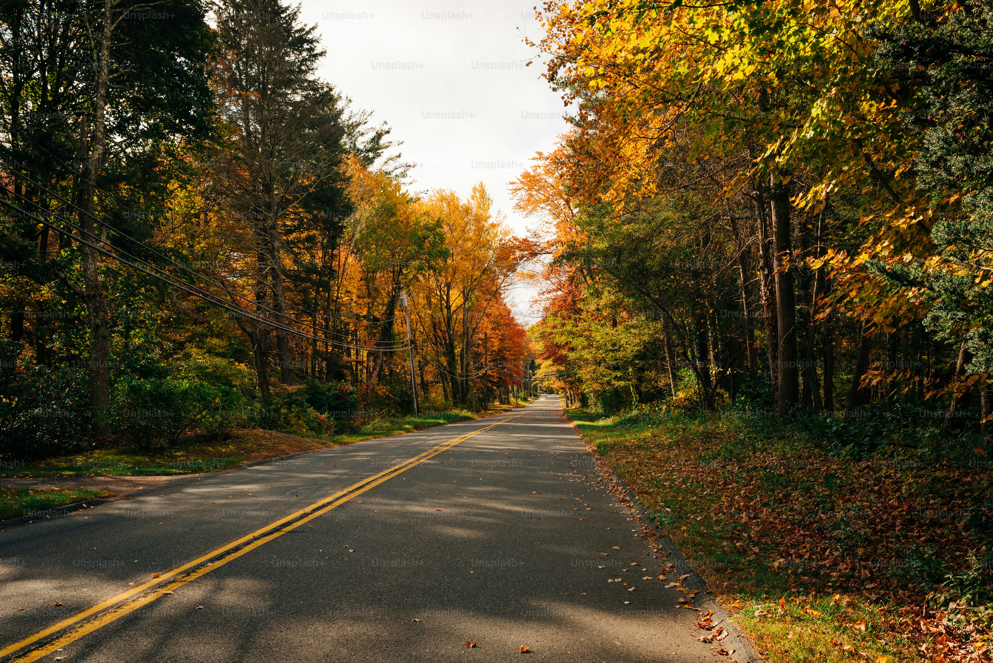 an empty road surrounded by trees in the fall