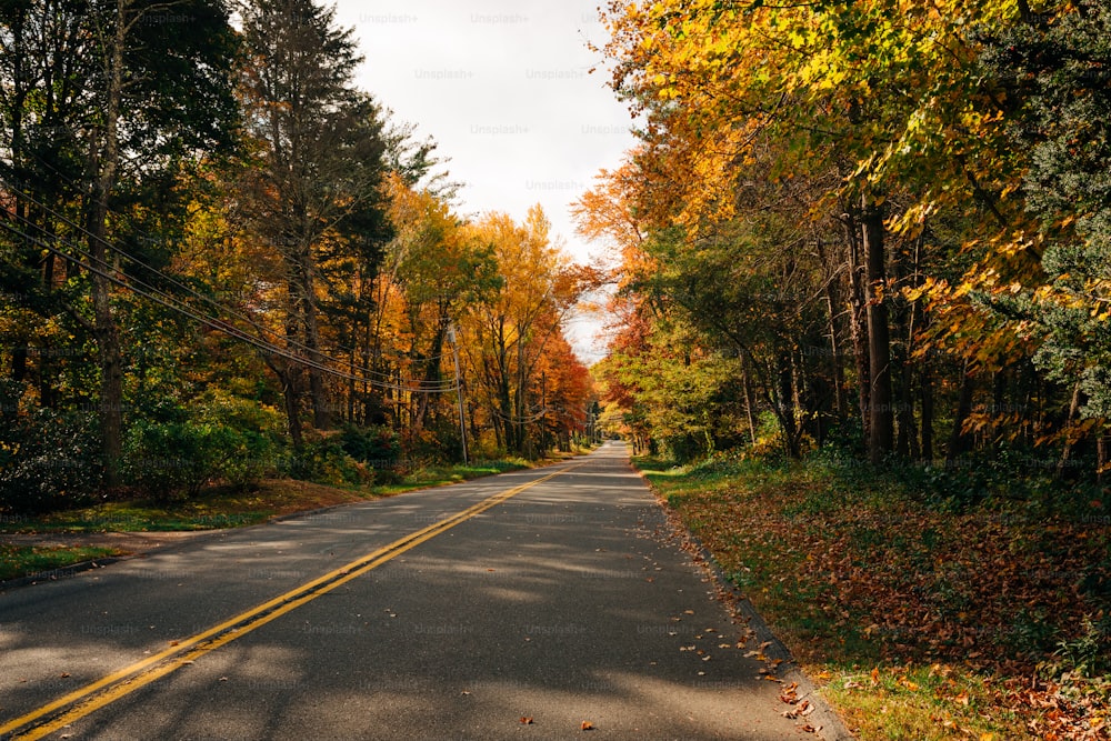 an empty road surrounded by trees in the fall