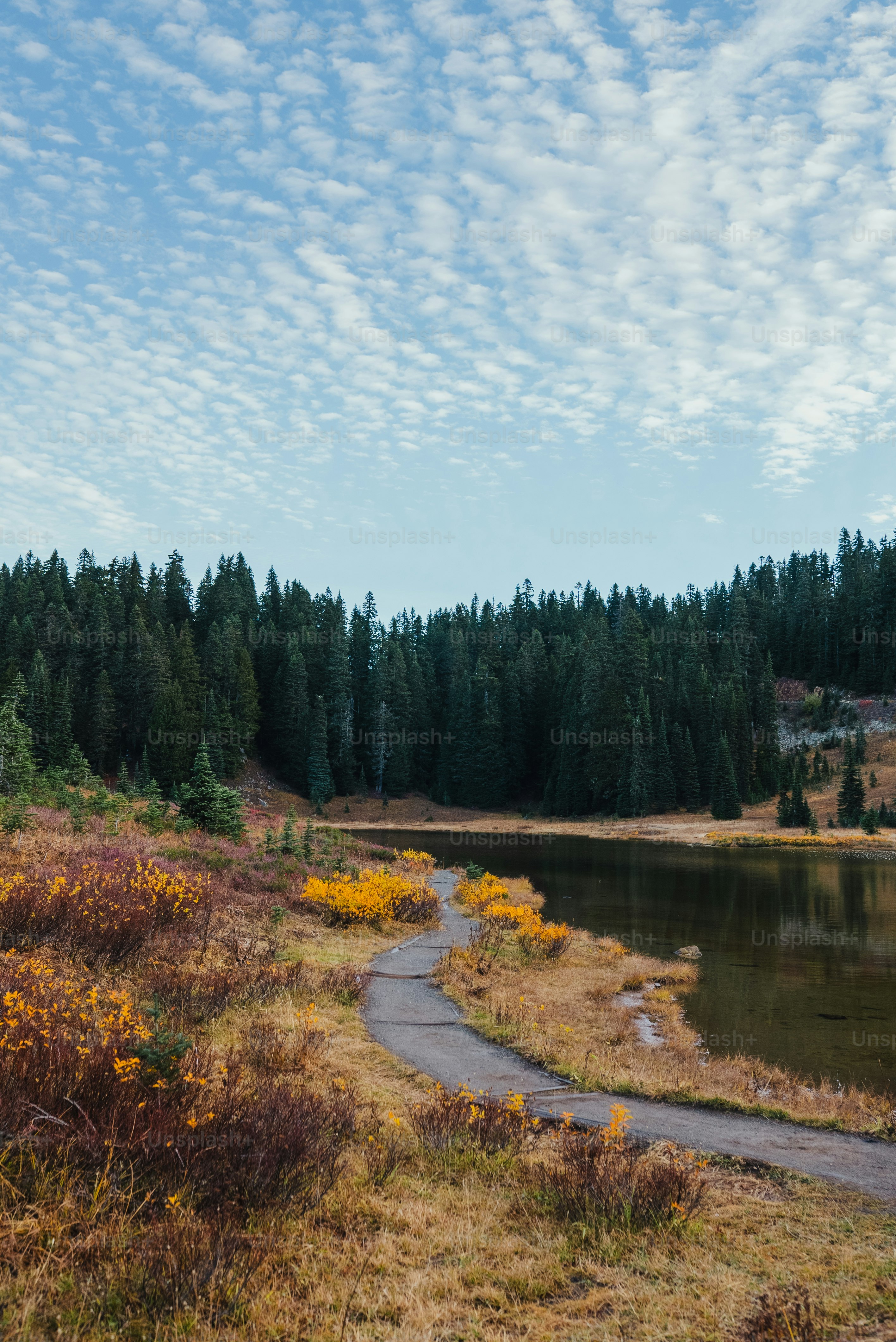 A path leading to a lake surrounded by trees photo – Forest Image on ...
