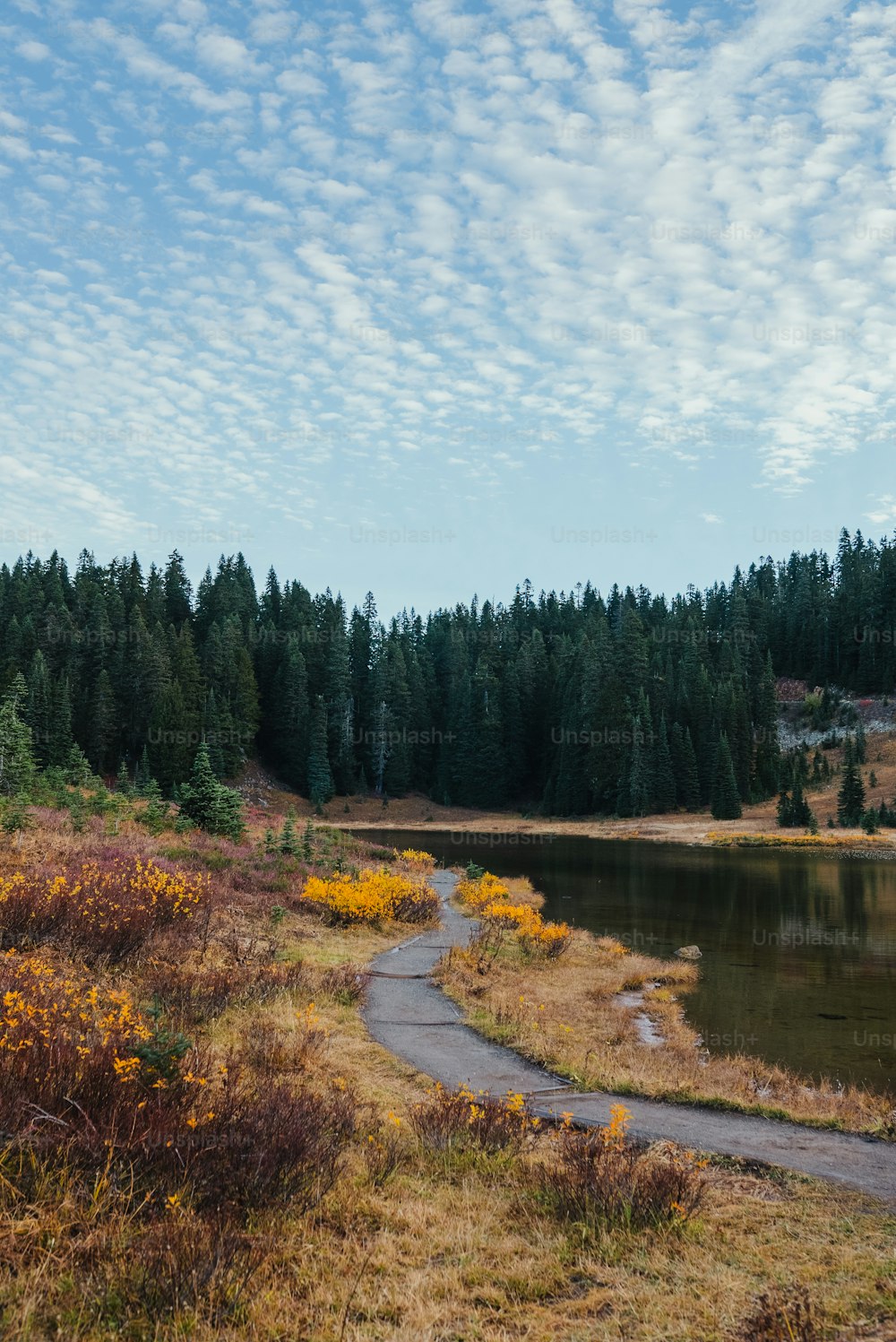 a path leading to a lake surrounded by trees