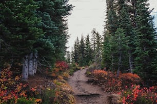 Um caminho de terra no meio de uma floresta