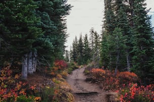 a dirt path in the middle of a forest