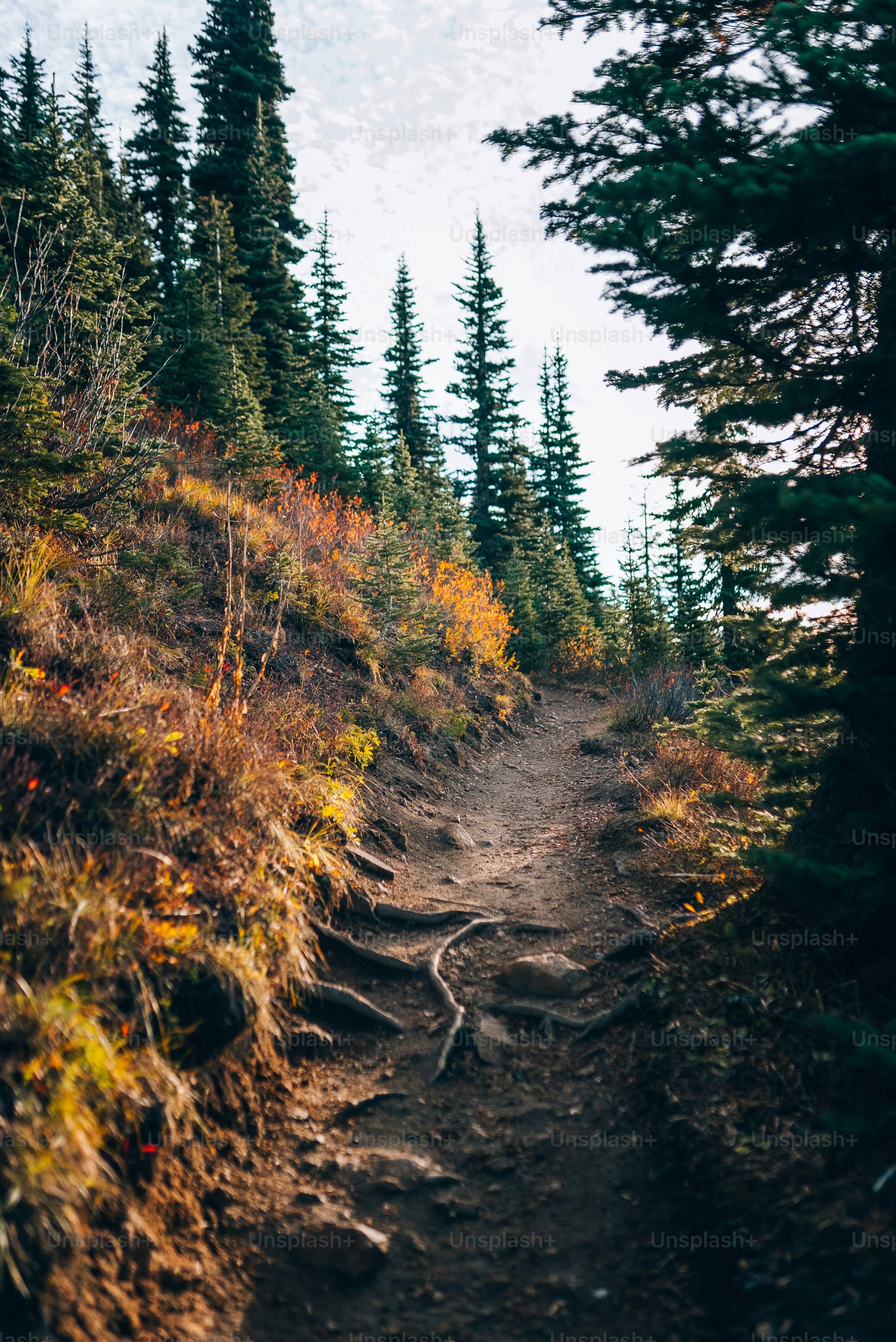 Un camino de tierra en medio de un bosque