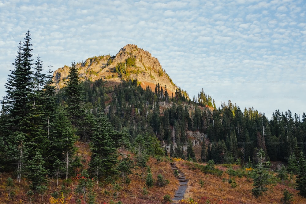 a mountain with trees and a path leading to it