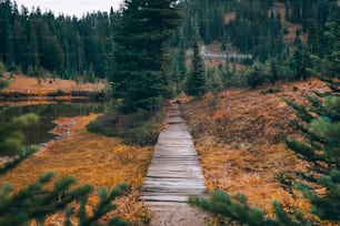 a wooden path in the middle of a forest