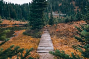 Um caminho de madeira no meio de uma floresta