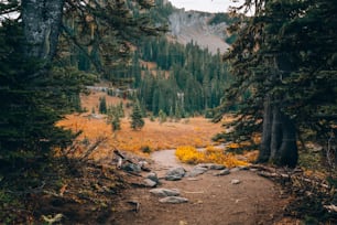 a dirt path in the middle of a forest