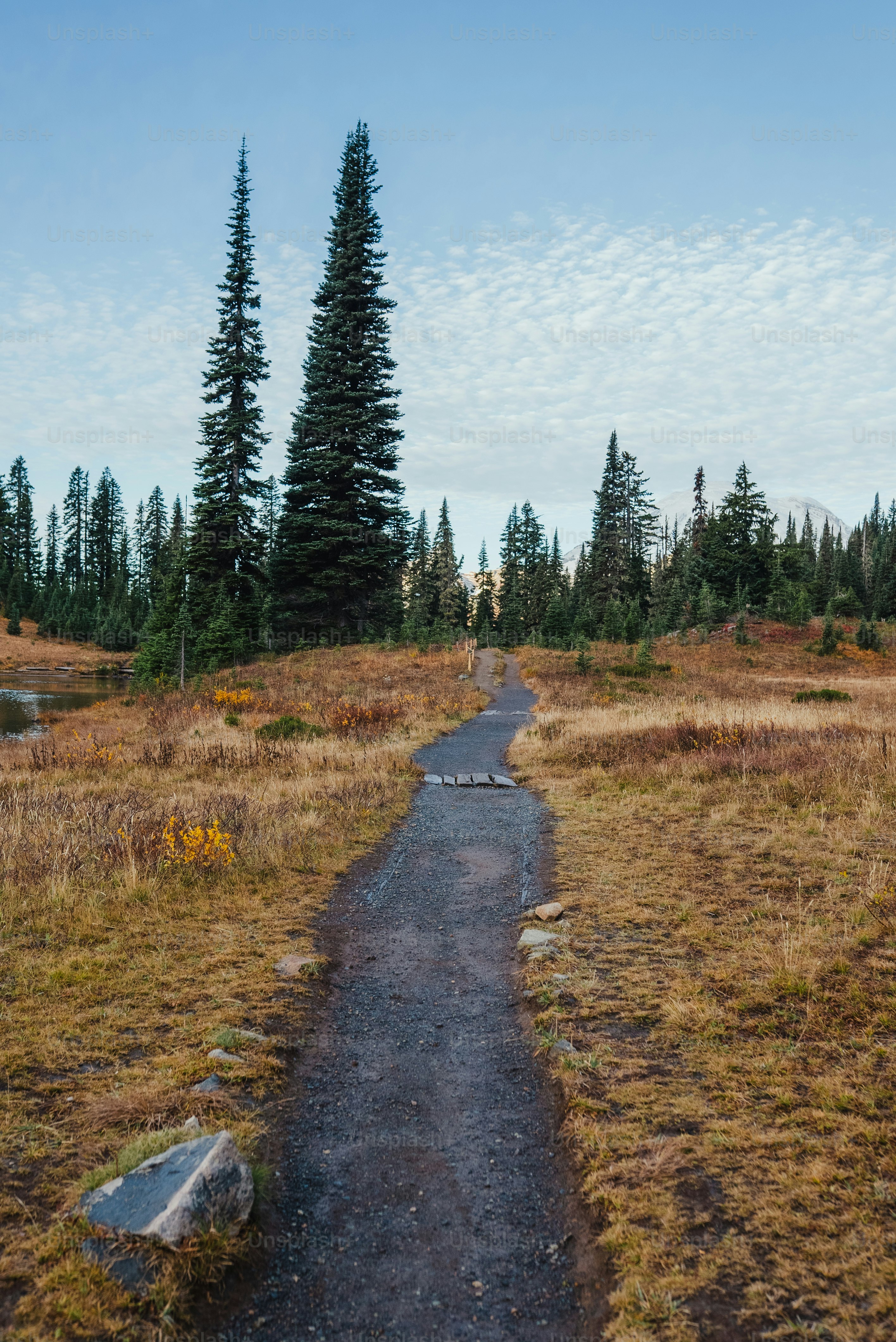 a path in the middle of a field with trees in the background