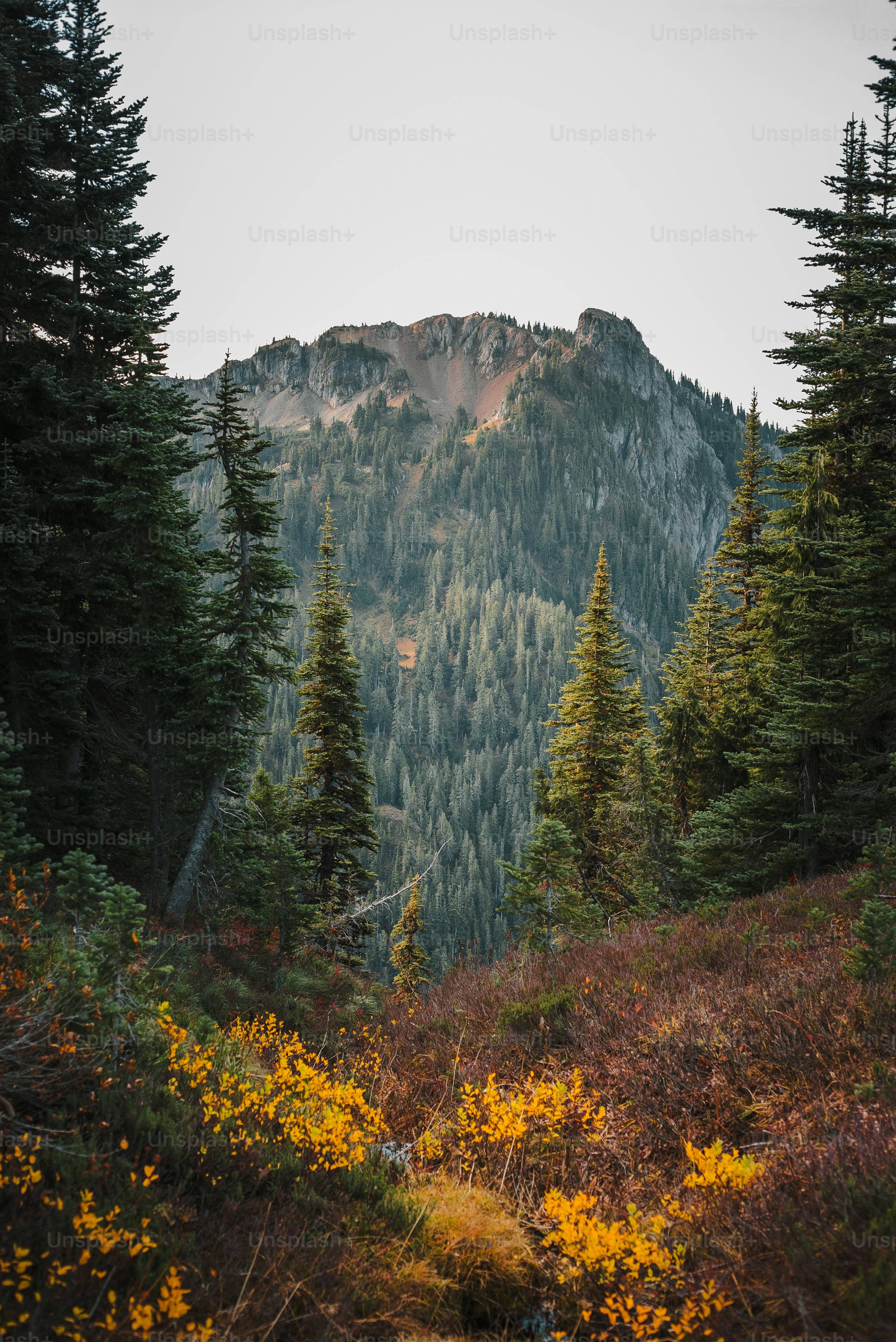 a mountain with trees and yellow flowers in the foreground