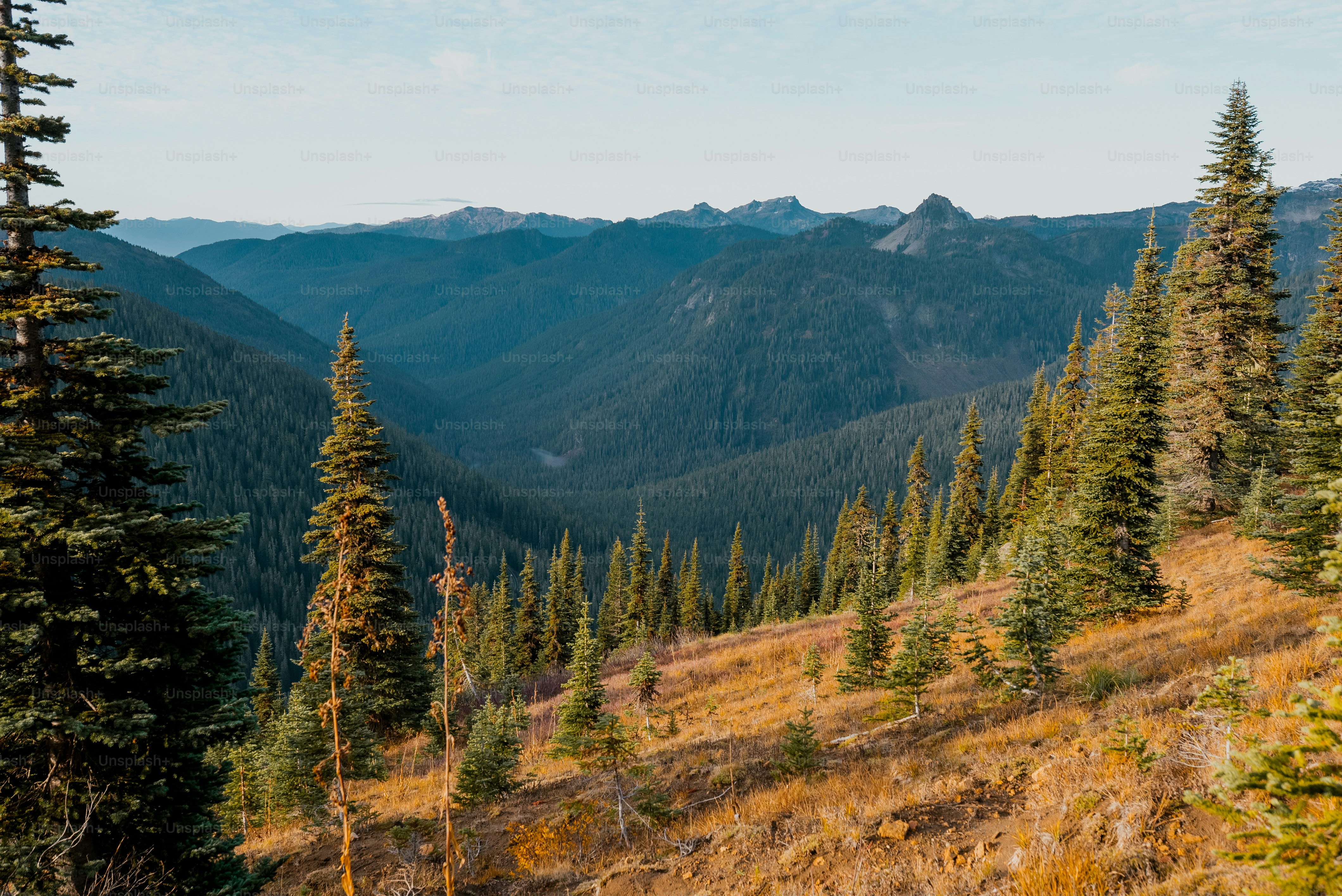 a view of a mountain range with trees in the foreground