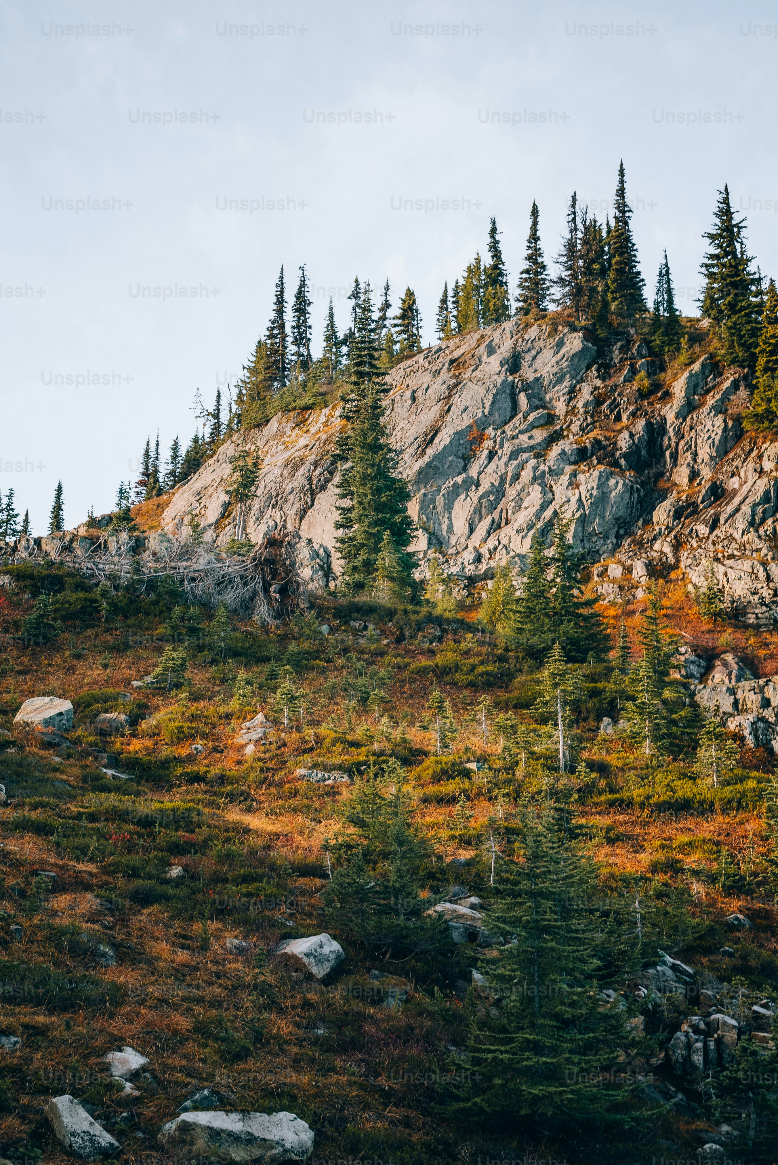 a rocky hillside with trees and rocks on it