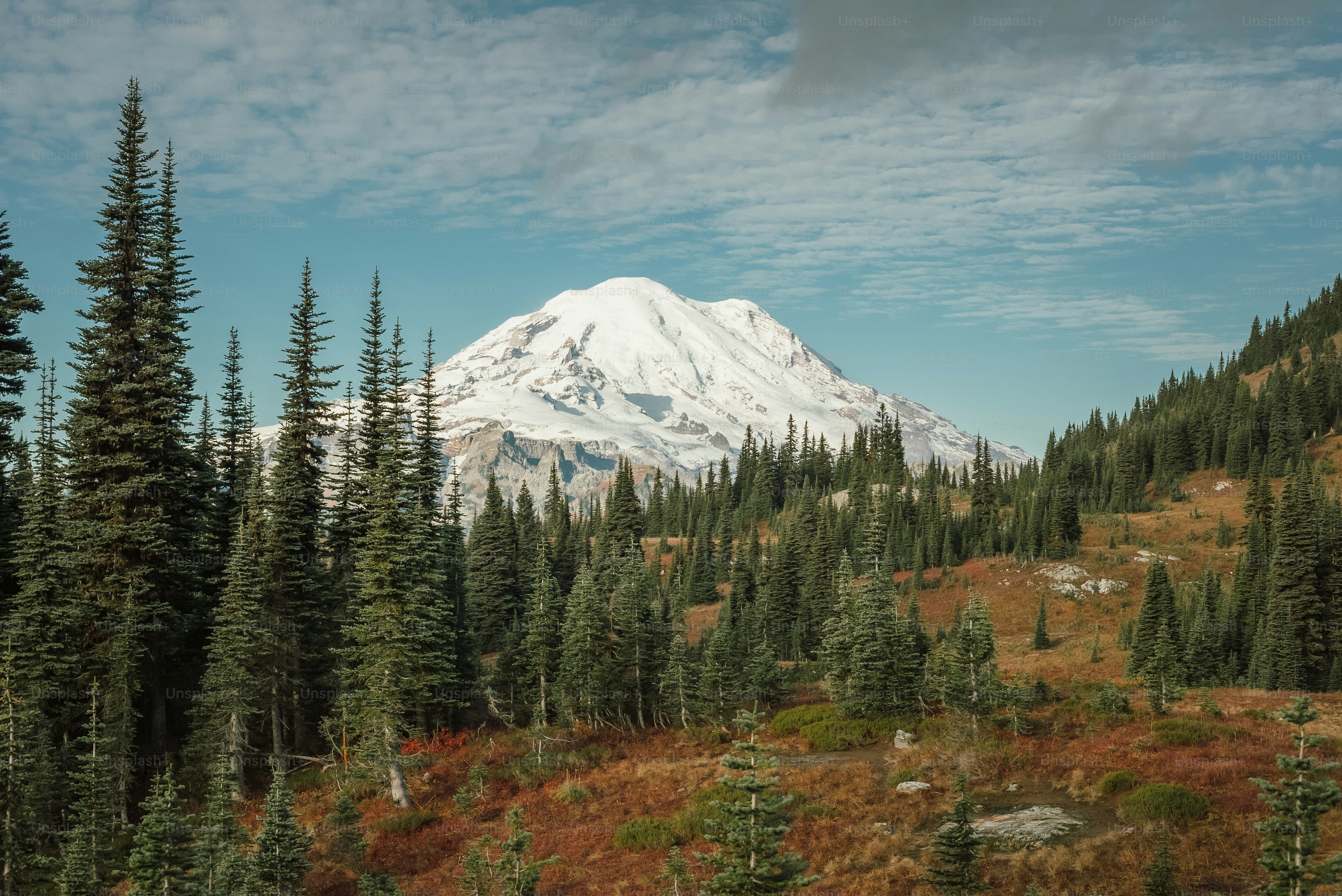 a snow covered mountain surrounded by pine trees