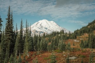 a snow covered mountain surrounded by pine trees