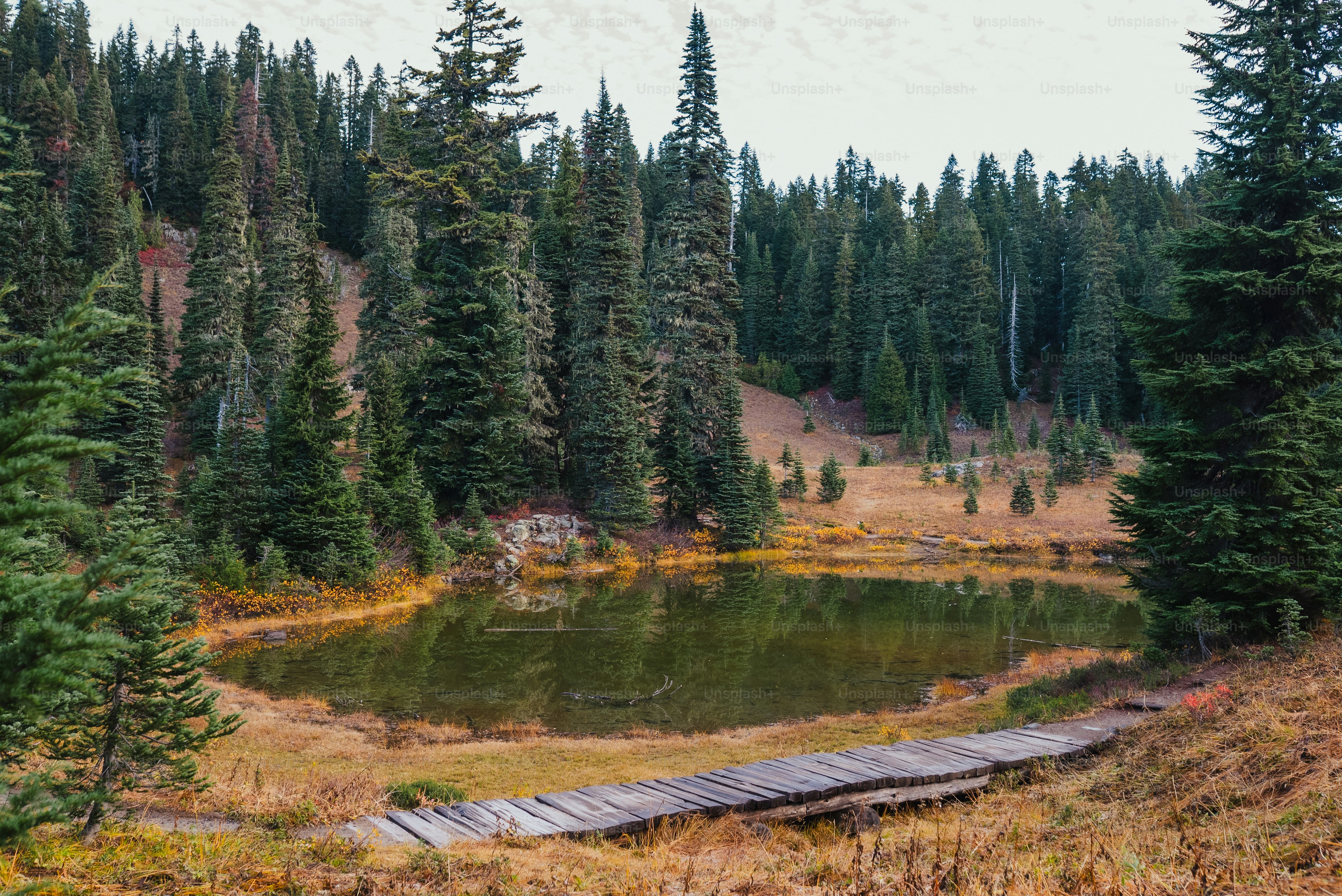 a small lake in the middle of a forest