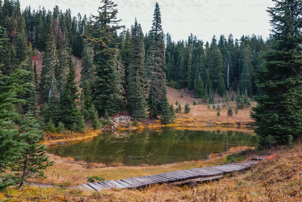 ein kleiner See mitten im Wald