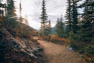 Un sentiero sterrato in mezzo a un bosco