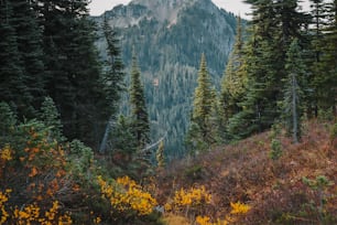 a mountain with trees and yellow flowers in the foreground