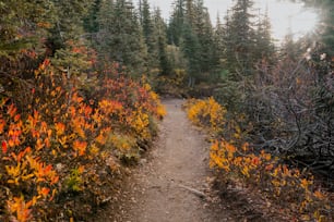 a dirt path in the middle of a forest