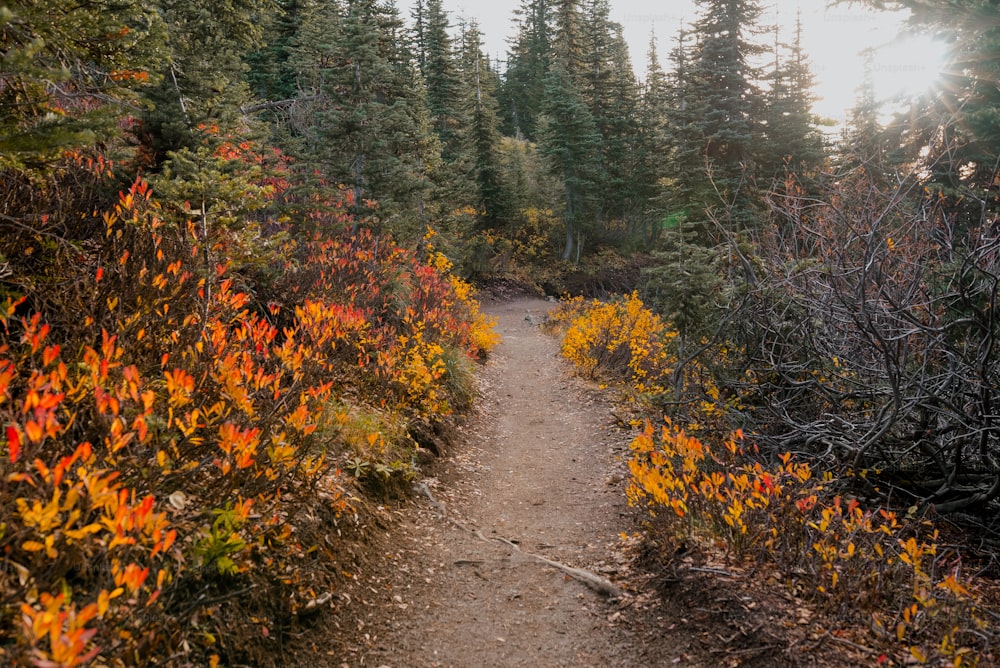 Un chemin de terre au milieu d’une forêt