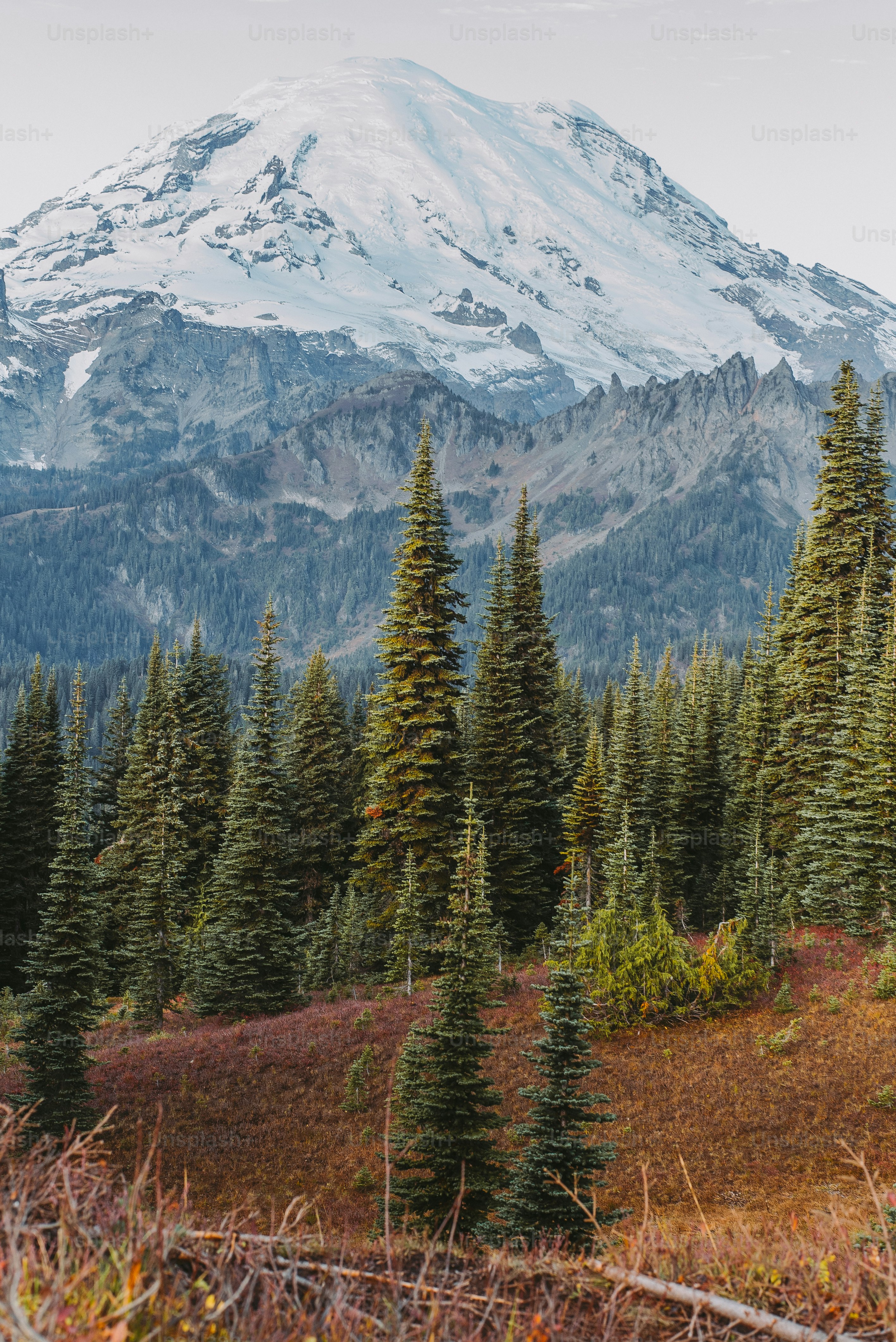 A mountain covered in snow and surrounded by trees photo – Forest Image ...