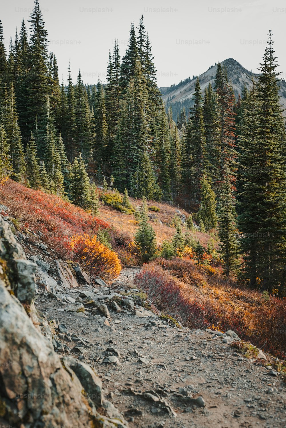 Un sendero rocoso en las montañas con árboles al fondo