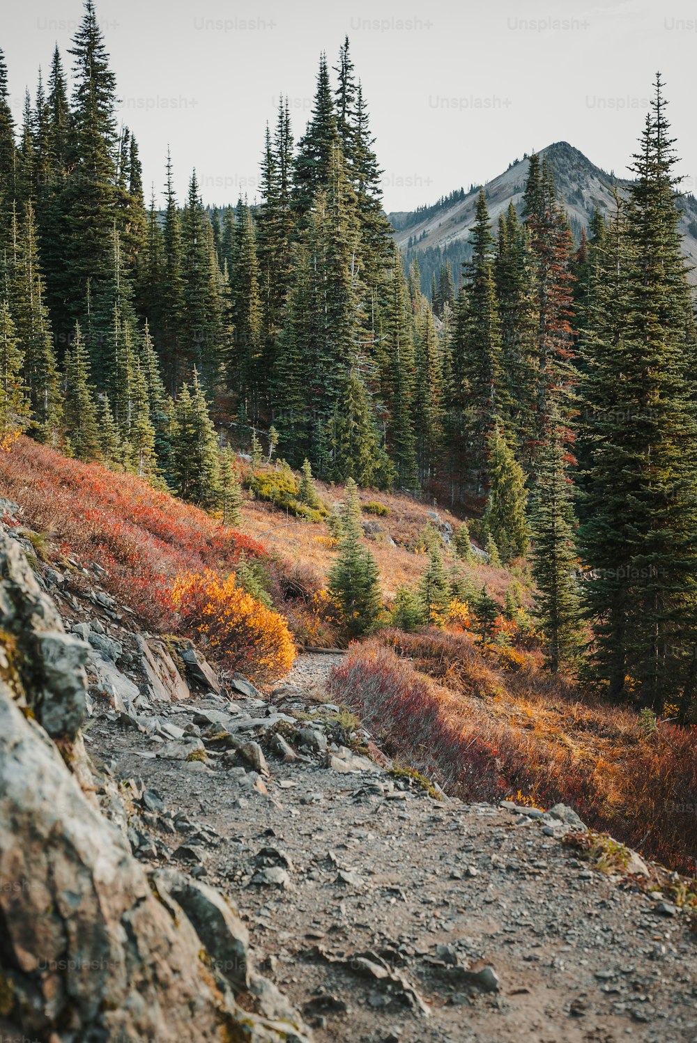 a rocky trail in the mountains with trees in the background