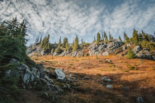 a grassy field with trees and rocks in the background