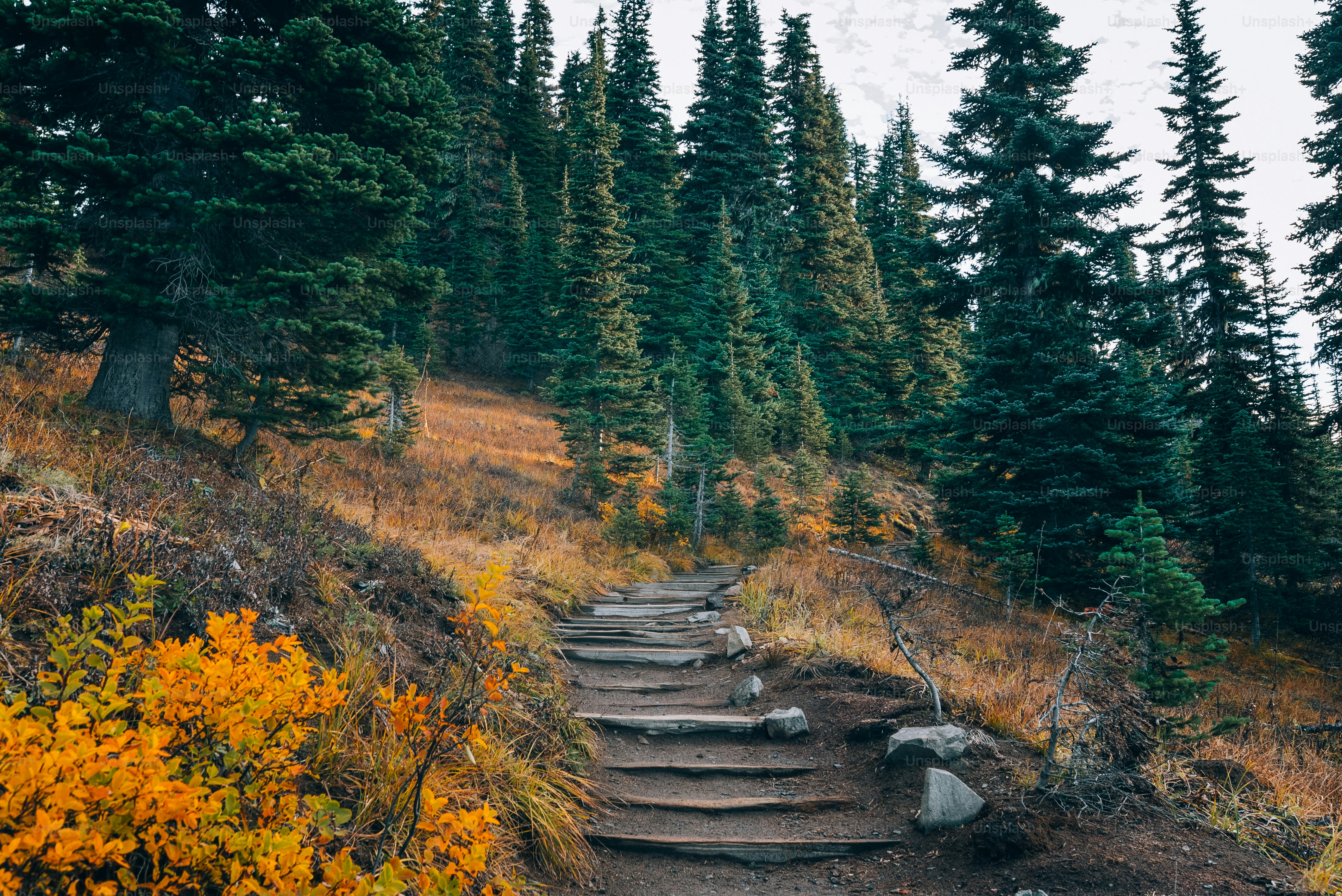 a set of steps leading up a hill in the woods