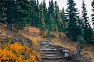 a set of steps leading up a hill in the woods