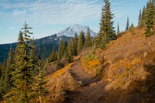 a dirt path with trees and a mountain in the background