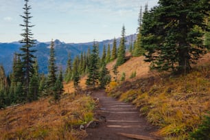 a trail leading to the top of a mountain