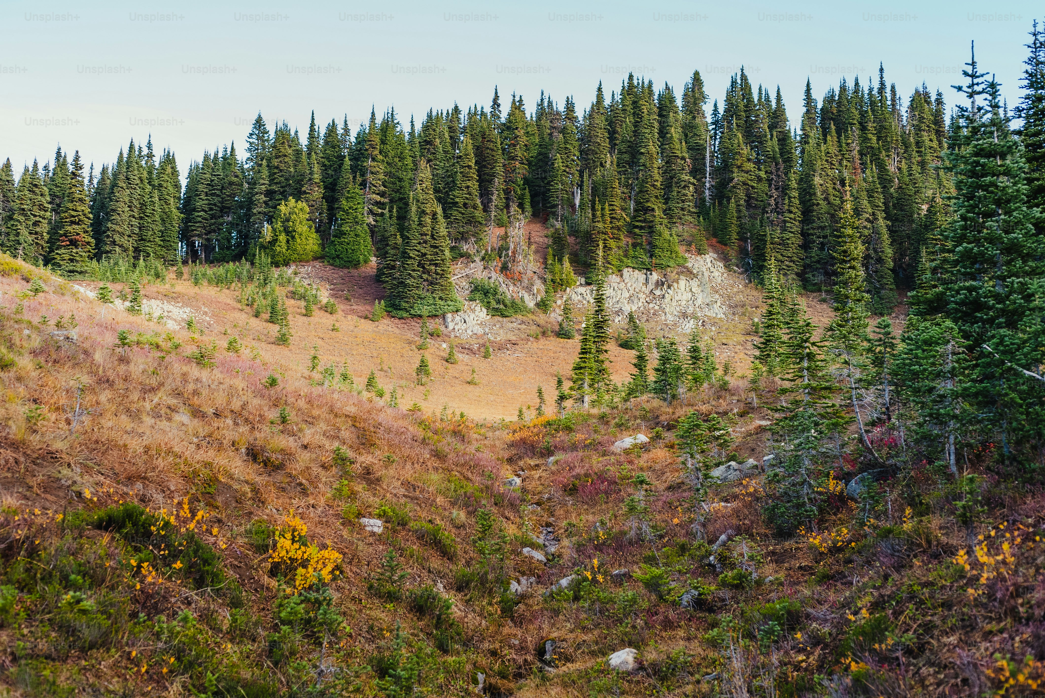 a grassy area with trees on the side of it