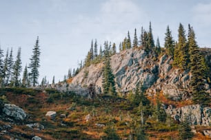 a mountain side with trees and rocks on it