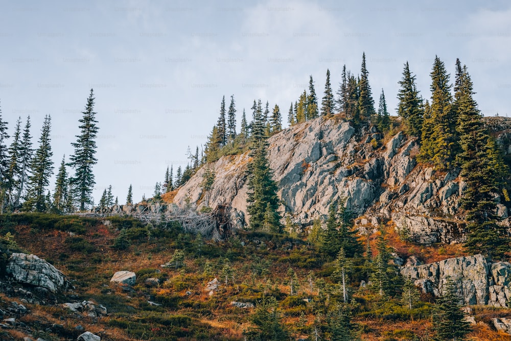 la ladera de una montaña con árboles y rocas