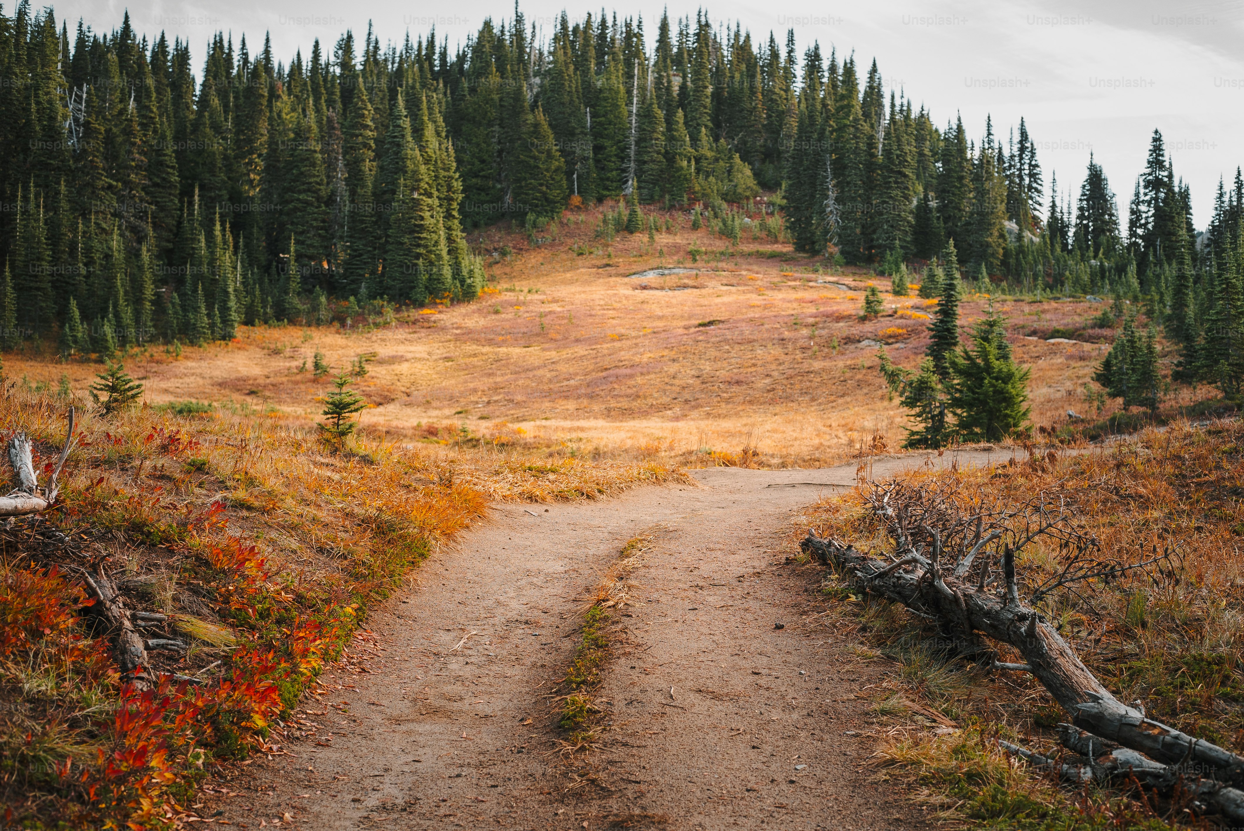 a dirt path in the middle of a forest