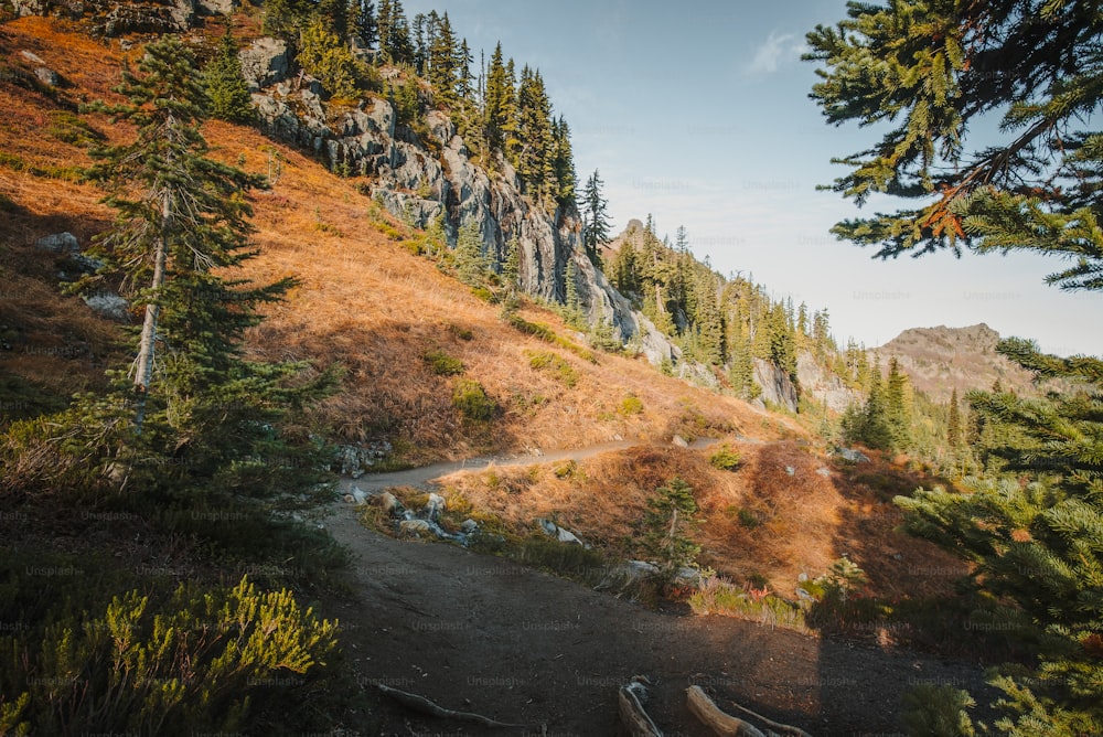 a dirt path in the middle of a forest