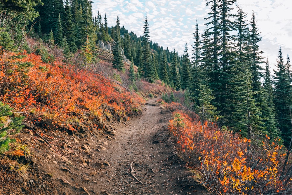 a dirt path in the middle of a forest