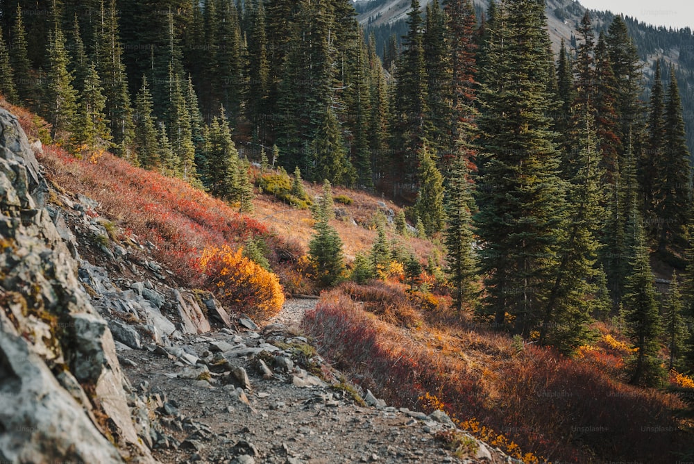 Un sendero rocoso en las montañas rodeado de árboles