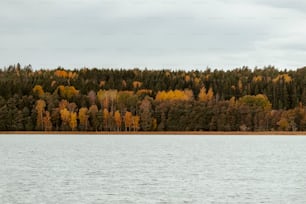 a large body of water surrounded by trees