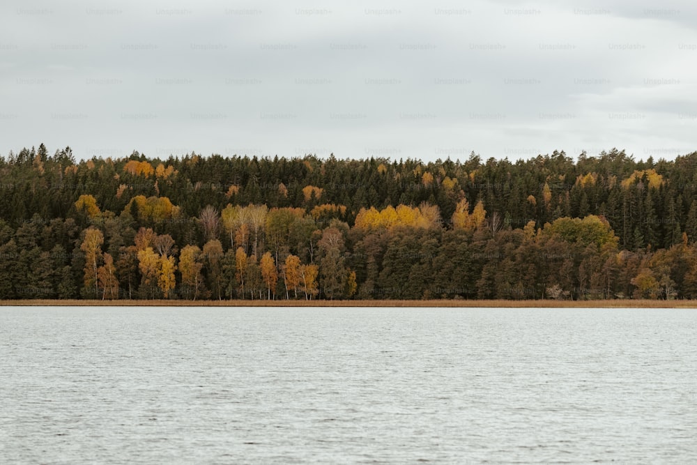 a large body of water surrounded by trees