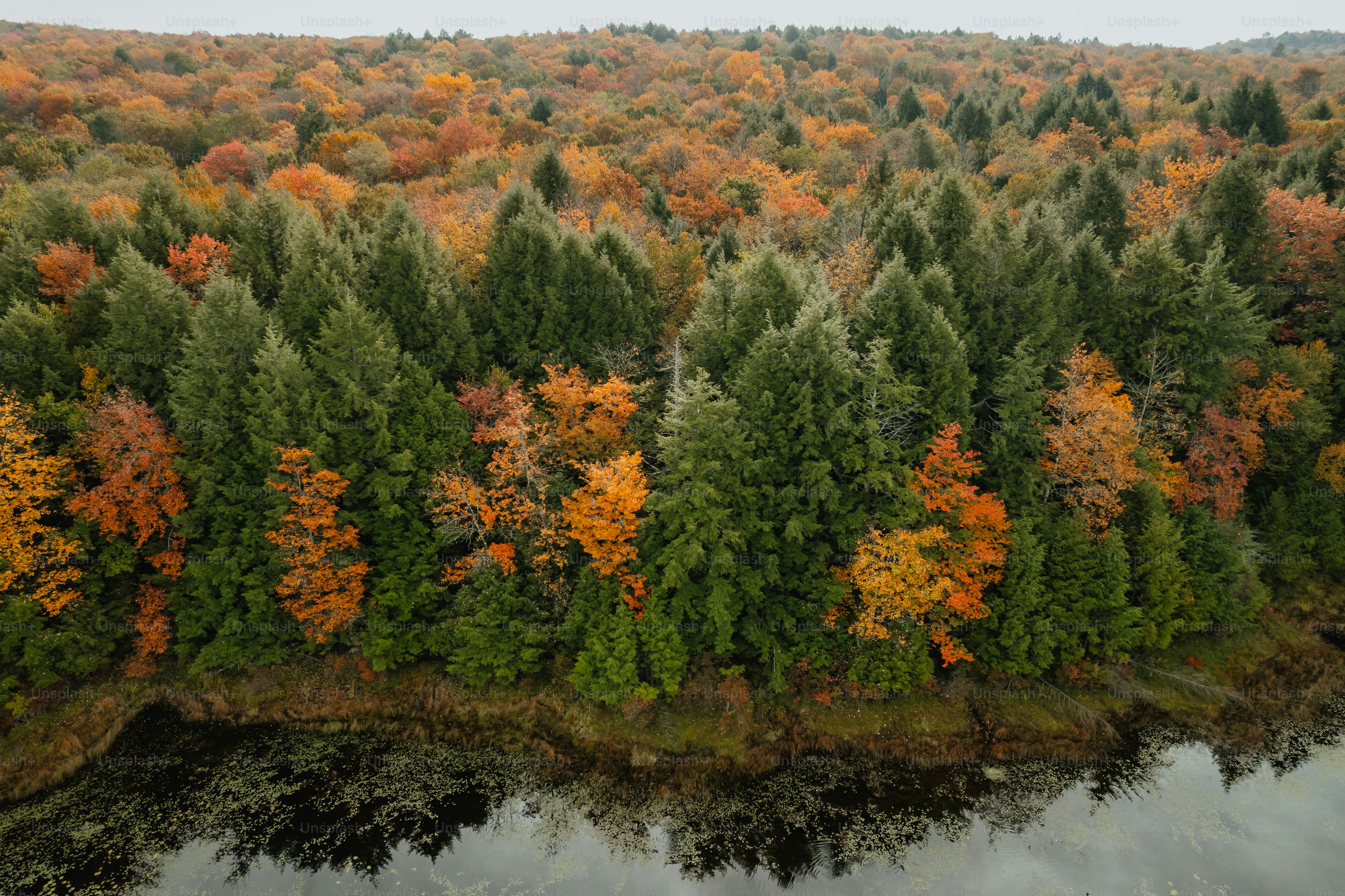 an aerial view of a forest with lots of trees